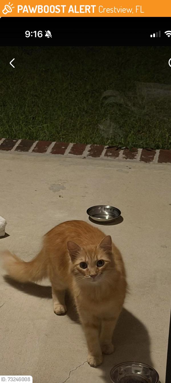 Found/Stray Unknown Cat last seen Patriot Ridge Crestview, Crestview, FL 32539