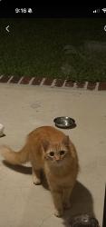 Found/Stray Unknown Cat last seen Patriot Ridge Crestview, Crestview, FL 32539