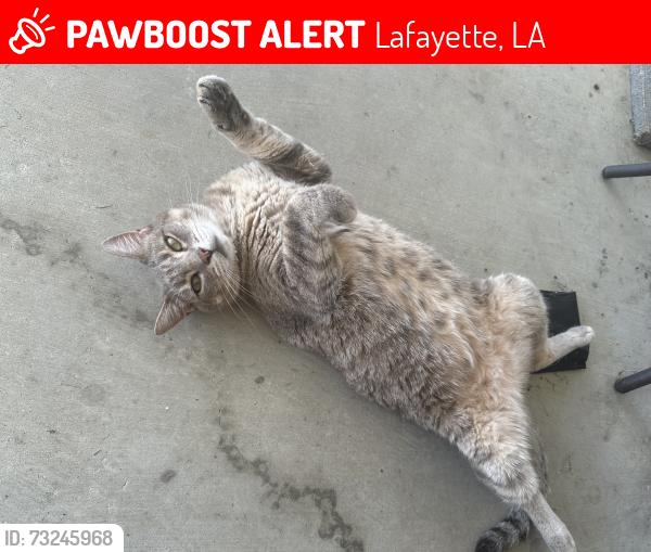 Lost Female Cat last seen Farmington, Lafayette, LA 70503