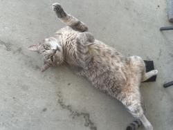 Lost Female Cat last seen Farmington, Lafayette, LA 70503