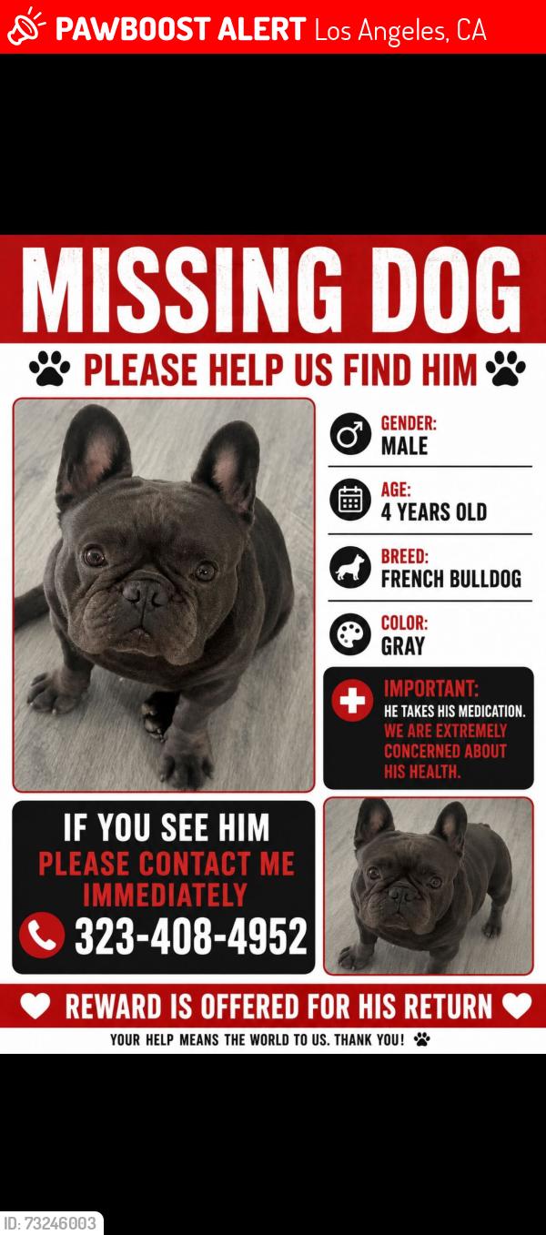 Lost Male Dog last seen Hooper and Slauson, Los Angeles, CA 90001