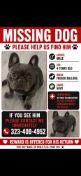 Lost Male Dog last seen Hooper and Slauson, Los Angeles, CA 90001