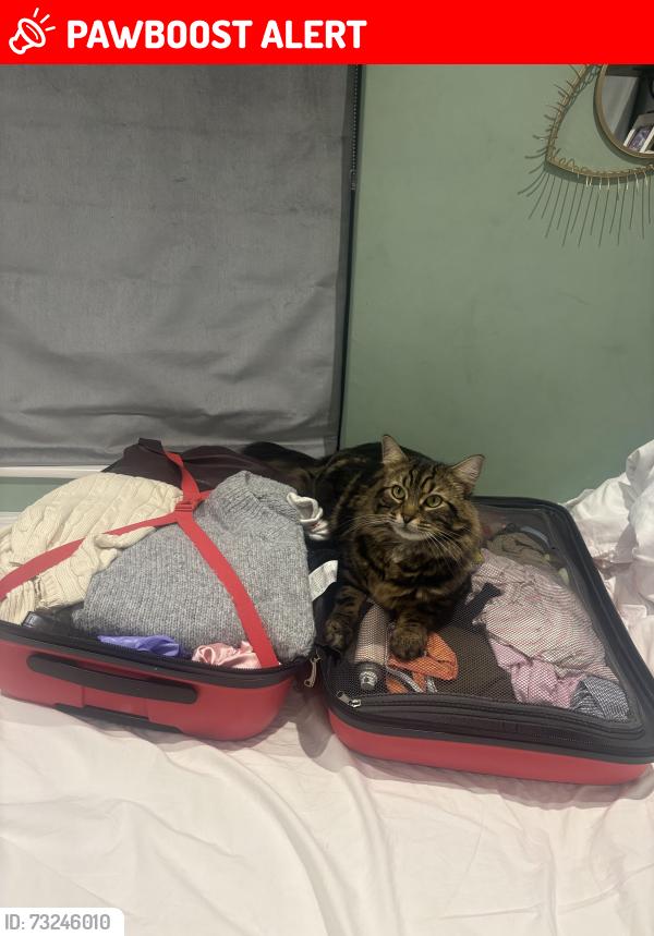Lost Male Cat last seen Twyford, Berkshire, England RG40 5RY