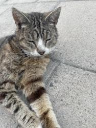 Found/Stray Unknown Cat last seen Forest Hill station, Greater London, England 