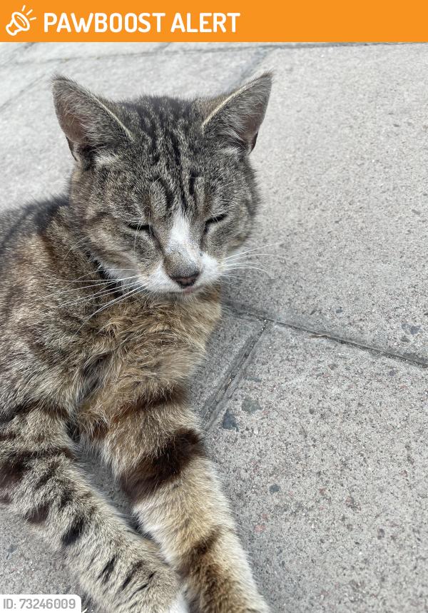 Found/Stray Unknown Cat last seen Forest Hill station, Greater London, England 