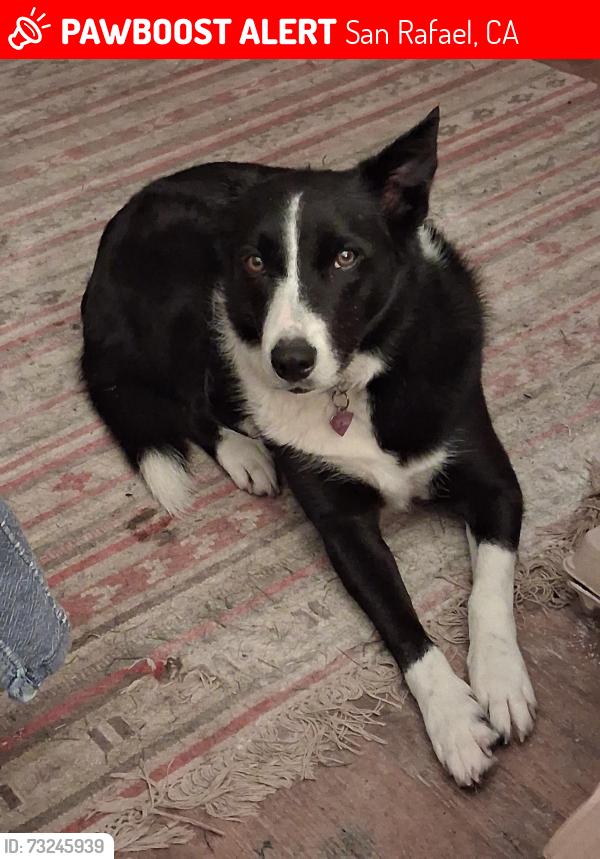 Lost Female Dog last seen Montecito Shopping Center, San Rafael, CA 94957