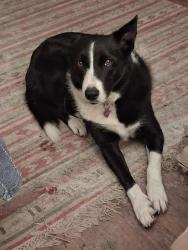Lost Female Dog last seen Montecito Shopping Center, San Rafael, CA 94957