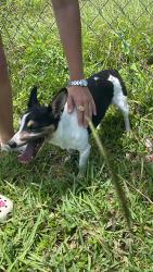 Found/Stray Male Dog last seen Del Rio blvd, Port St. Lucie, FL 34953