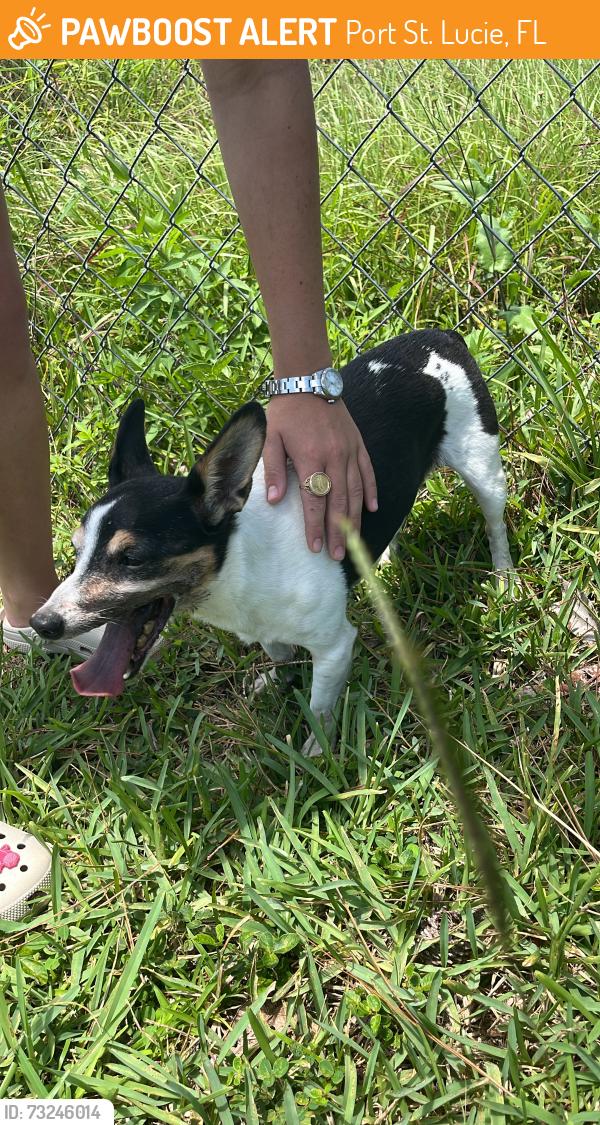 Found/Stray Male Dog last seen Del Rio blvd, Port St. Lucie, FL 34953