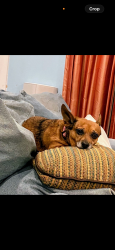 Reunited Female Dog last seen Meadow Crest and Brittany, Mansfield, TX 76063