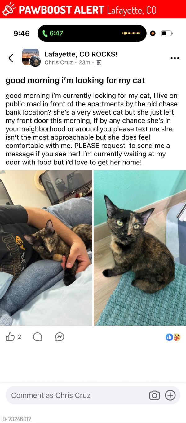 Lost Female Cat last seen public rd and ganeso, Lafayette, CO 80026