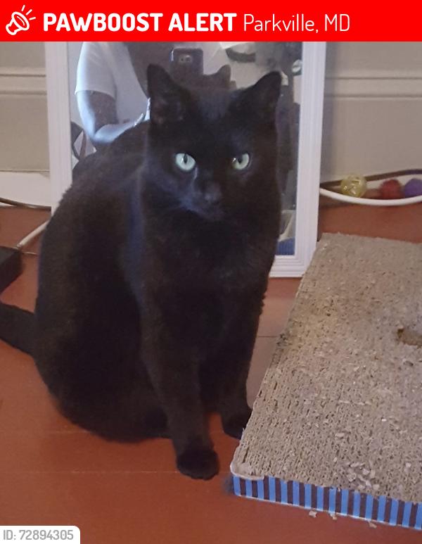 Lost Female Cat last seen Avondale and Putty Hill, Parkville, MD 21234