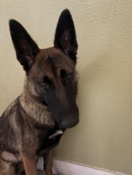 Reunited Female Dog last seen Sastre ave, South El Monte, CA 91733