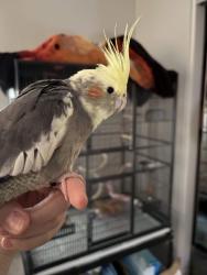 Found/Stray Female Bird last seen UTC mall, San Diego, CA 92122