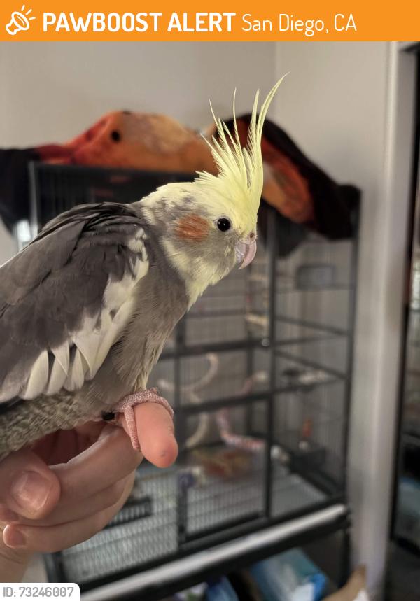 Found/Stray Female Bird last seen UTC mall, San Diego, CA 92122
