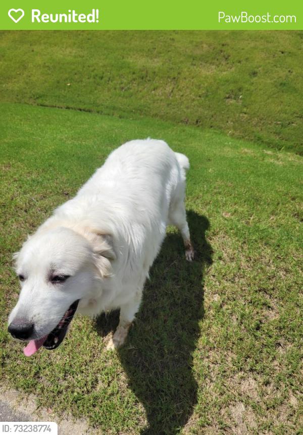 Reunited Unknown Dog last seen Gander Lake, Princeton, NC 27569