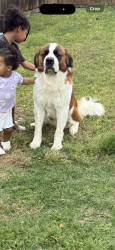 Reunited Male Dog last seen Fillmore & Garfield drive, McKinney, TX 75072