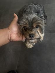 Found/Stray Female Dog last seen Dollar tree, Gary, IN 46404
