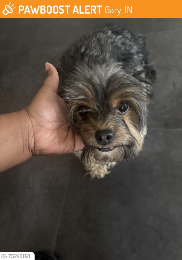 Found/Stray Female Dog last seen Dollar tree, Gary, IN 46404