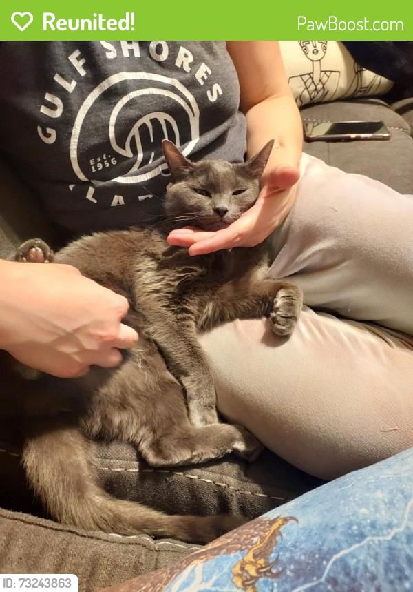 Reunited Female Cat last seen Indian Park Drive, Murfreesboro, TN 37128