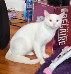 Reunited Male Cat last seen Orange St and Ursula Pl, Stamford, CT 06902