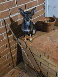 Lost Female Dog last seen Lawrenceville hwy and Lawrenceville Suwanne Rd, Lawrenceville, GA 30046