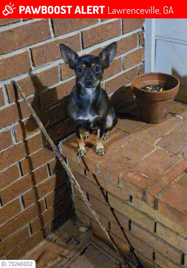 Lost Female Dog last seen Lawrenceville hwy and Lawrenceville Suwanne Rd, Lawrenceville, GA 30046