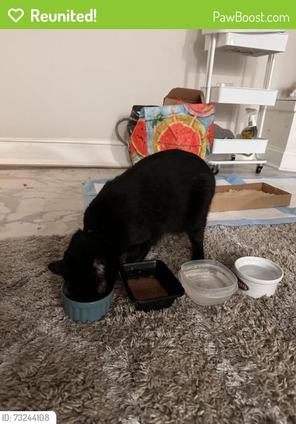 Reunited Male Cat last seen west locust ave across from near build home, Edison, NJ 08820