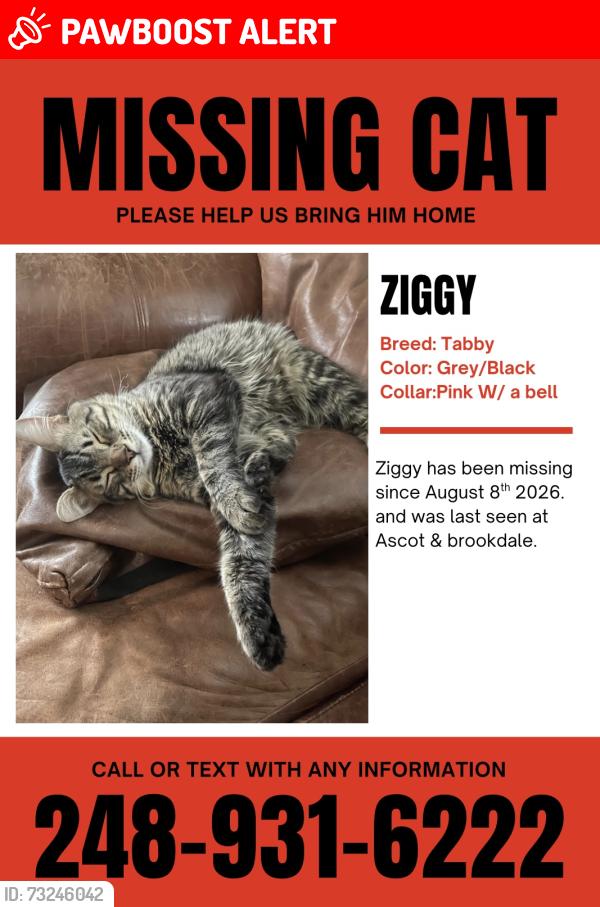 Lost Male Cat last seen ascot & brookdale in waterford, Waterford Township, MI 48328