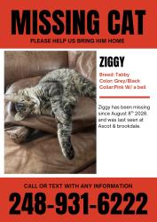 Lost Male Cat last seen ascot & brookdale in waterford, Waterford Township, MI 48328