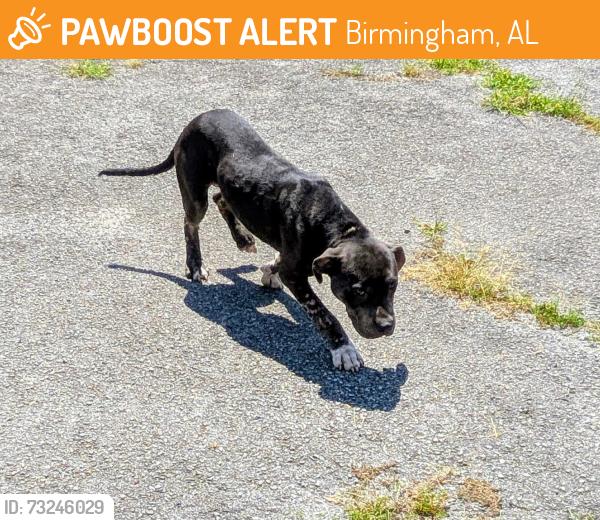 Found/Stray Male Dog last seen Park Avenue SW and Jefferson Avenue, Birmingham, AL 35221