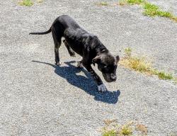 Found/Stray Male Dog last seen Park Avenue SW and Jefferson Avenue, Birmingham, AL 35221