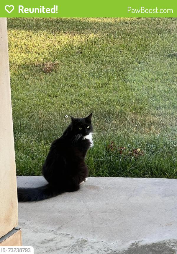 Reunited Female Cat last seen Meadows, Manhattan Beach, CA 90266