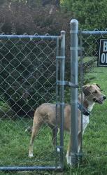 Lost Female Dog last seen island ford baptist church, Rocky Top, TN 37769