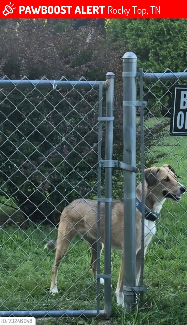 Lost Female Dog last seen island ford baptist church, Rocky Top, TN 37769