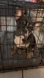 Found/Stray Male Dog last seen Yellowleaf and S Hulen, Fort Worth, TX 76133