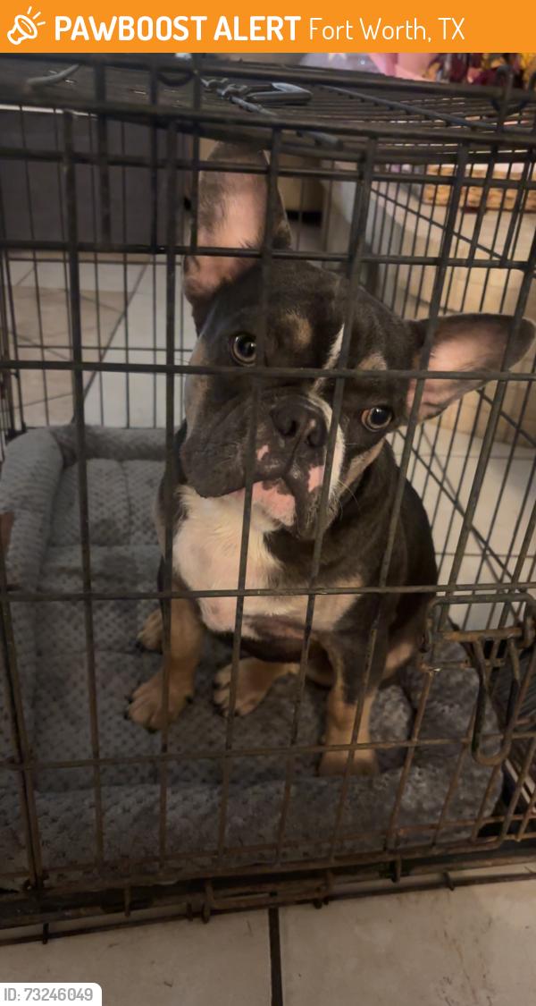 Found/Stray Male Dog last seen Yellowleaf and S Hulen, Fort Worth, TX 76133
