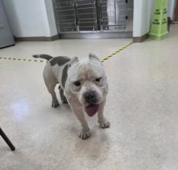 Shelter Stray Male Dog last seen , 957 N Gaffey St, San Pedro, CA 90731, USA