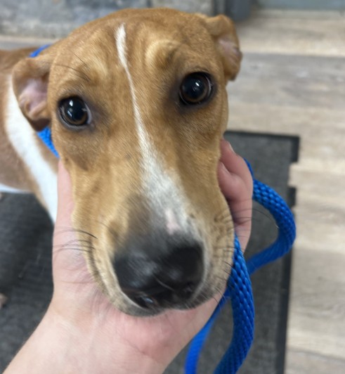 Shelter Stray Female Dog last seen METCALF, 1601 Airport Rd, Shelby, NC 28150, USA