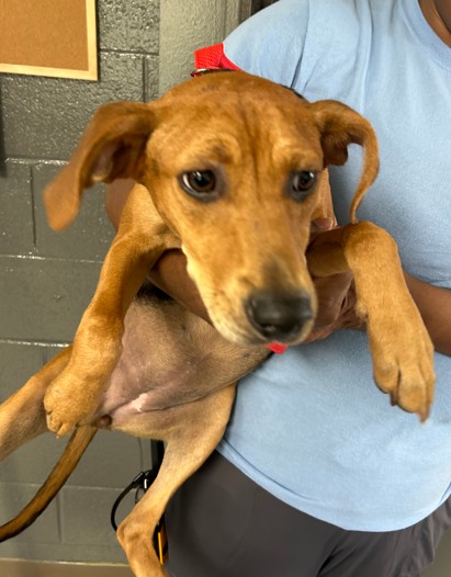 Shelter Stray Female Dog last seen METCALF, 1601 Airport Rd, Shelby, NC 28150, USA