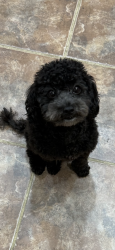 Reunited Male Dog last seen Lamaze and glenside, Parkville, MD 21234