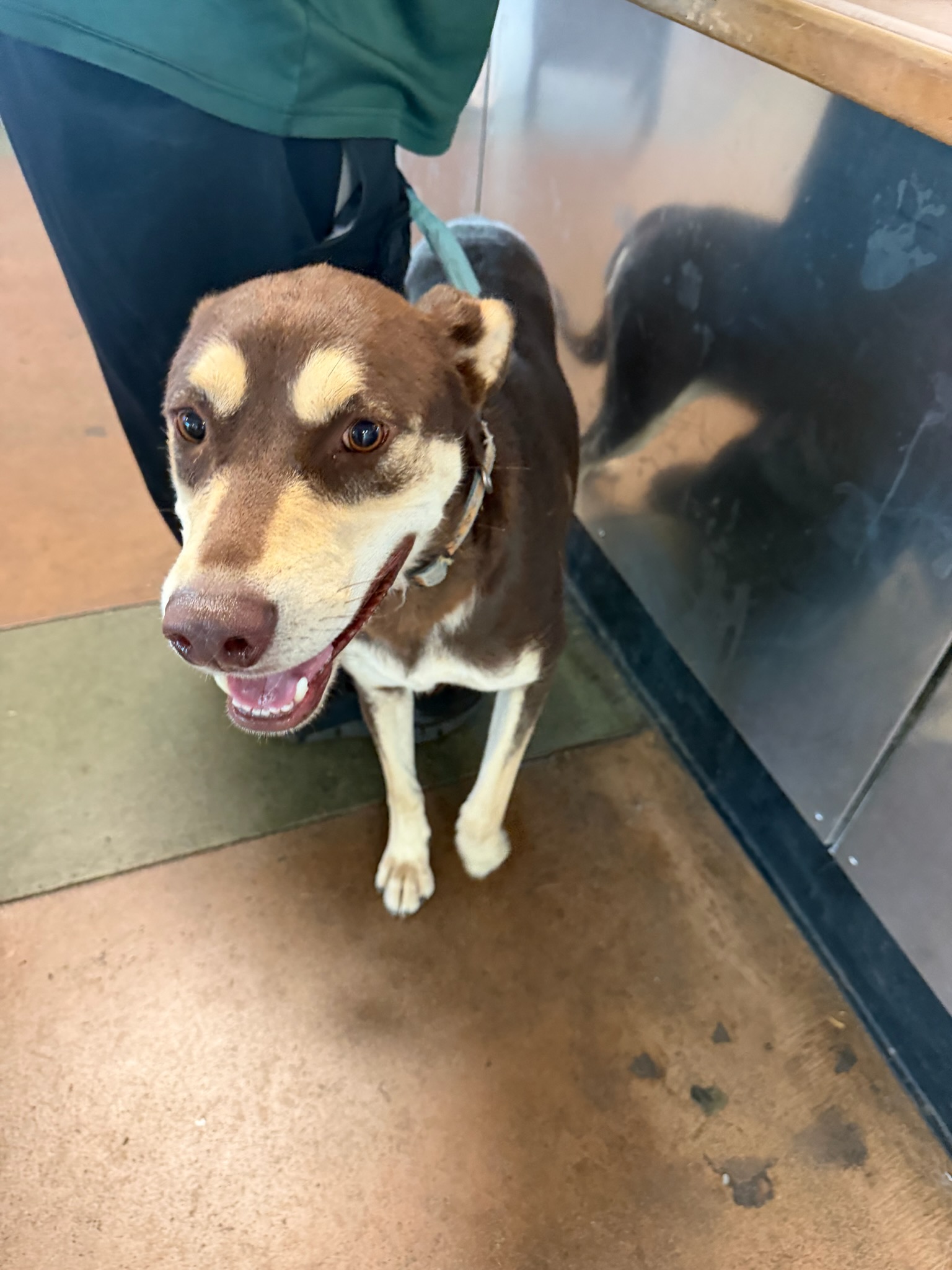 Shelter Stray Female Dog last seen , 14409 Vanowen St, Van Nuys, CA 91405, USA