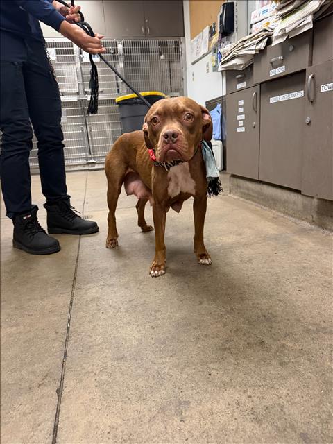 Shelter Stray Female Dog last seen , 14409 Vanowen St, Van Nuys, CA 91405, USA