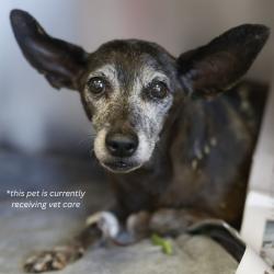 Shelter Stray Female Dog last seen Near BLOCK RIVERSIDE DR, 4710 TX-151, San Antonio, TX 78227, USA