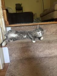 Lost Male Cat last seen Fairwood drive, Clemmons, NC 27012
