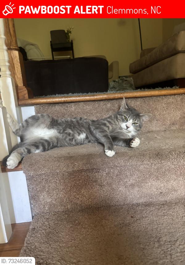 Lost Male Cat last seen Fairwood drive, Clemmons, NC 27012