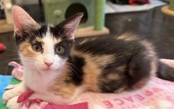 Shelter Stray Female Cat last seen CASMALIA WAY/LA SIERRA DR, 95864, 3839 Bradshaw Rd, Sacramento, CA 95827, USA