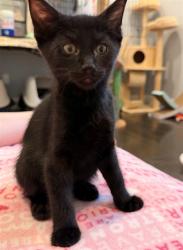 Shelter Stray Female Cat last seen CASMALIA WAY/LA SIERRA DR, 95864, 3839 Bradshaw Rd, Sacramento, CA 95827, USA