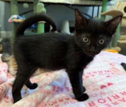 Shelter Stray Male Cat last seen NORTHGATE BLVD/ DEL PASO RD, 95834, 3839 Bradshaw Rd, Sacramento, CA 95827, USA