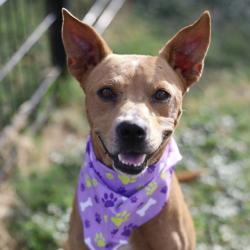 Shelter Stray Male Dog last seen Near BLOCK PLEASANTON RD, 4710 TX-151, San Antonio, TX 78227, USA